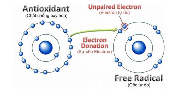 Cơ chế bảo vệ tế bào bằng cách cho điện tử của chất chống oxy hóa