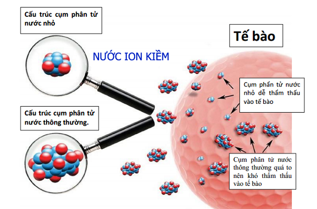 Cấu trúc phân tử nước ion kiềm nhỏ hơn gấp 5 lần – dễ thẩm thấu vào tế bào